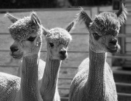 alpacas