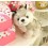 Husky Dog Plush Toy Imitate Toy 23cm/9inch