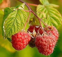 Raspberry Ketone