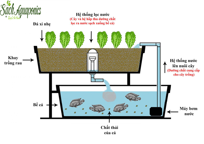 dịch vụ trồng rau tại nhà