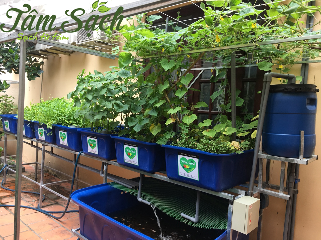  Hệ thống Aquaponics