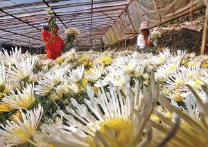 Gumatdang Cutflower Garden