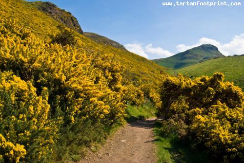 gorse