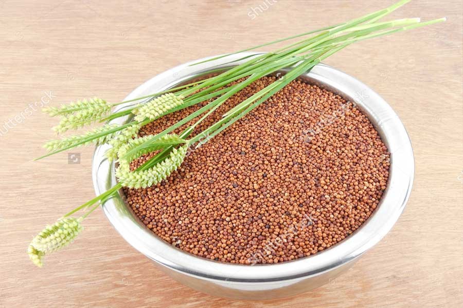 Finger Millet: Tiny in Size, Vast in Health Benefits