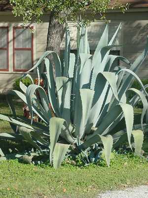 Texas Vegetation Agave