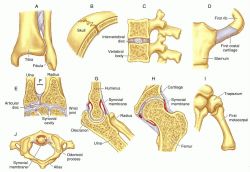 condyloid joint account