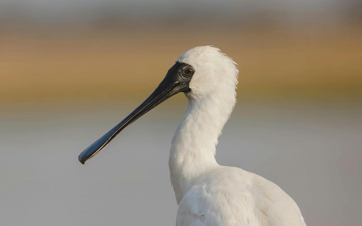 blackfaced-spoonbill.jpg