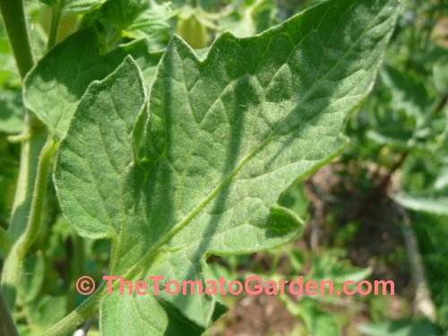 Roma VF tomato leaf