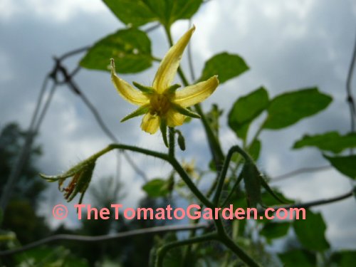 Roma VF tomato bloom