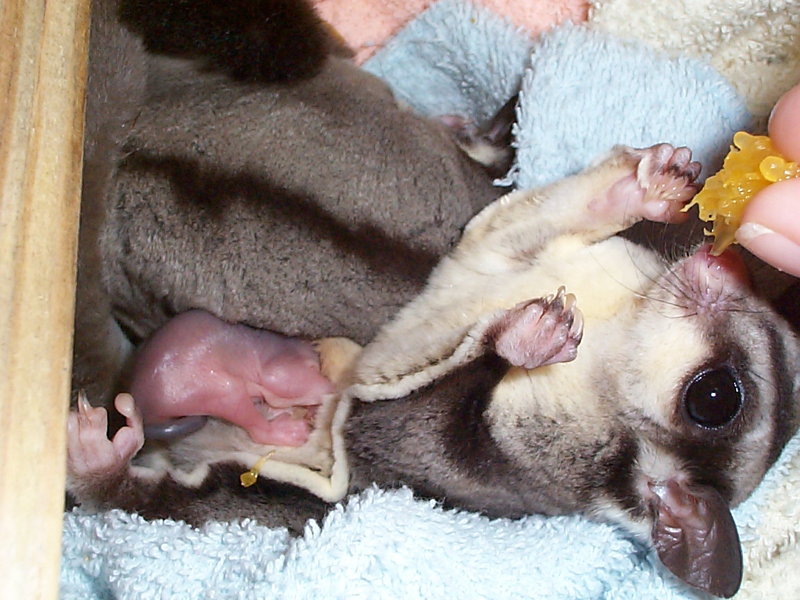 Baby Sugar Glider In Pouch