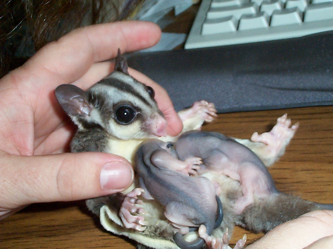 Baby Sugar Glider In Pouch