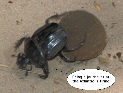 Dungbeetle.jpg