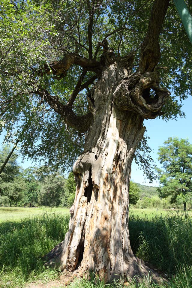 photo, la matière, libre, aménage, décrivez, photo de la réserve,Une petite maison de la montagne du summering a vieilli l'arbre, L'aboiement, Green, plaine de herbe, Ch'ing