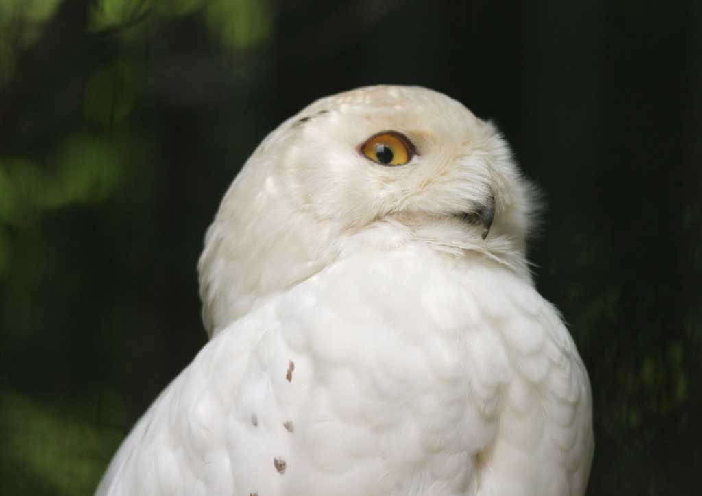 photo, la matière, libre, aménage, décrivez, photo de la réserve,Hibou neigeux, hibou, , , 