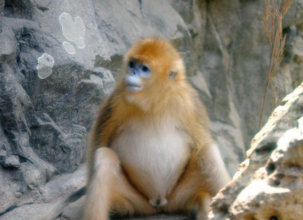 photo, la matière, libre, aménage, décrivez, photo de la réserve,Le Tibétain a rebuffade-fouiné le singe, singe, , , 