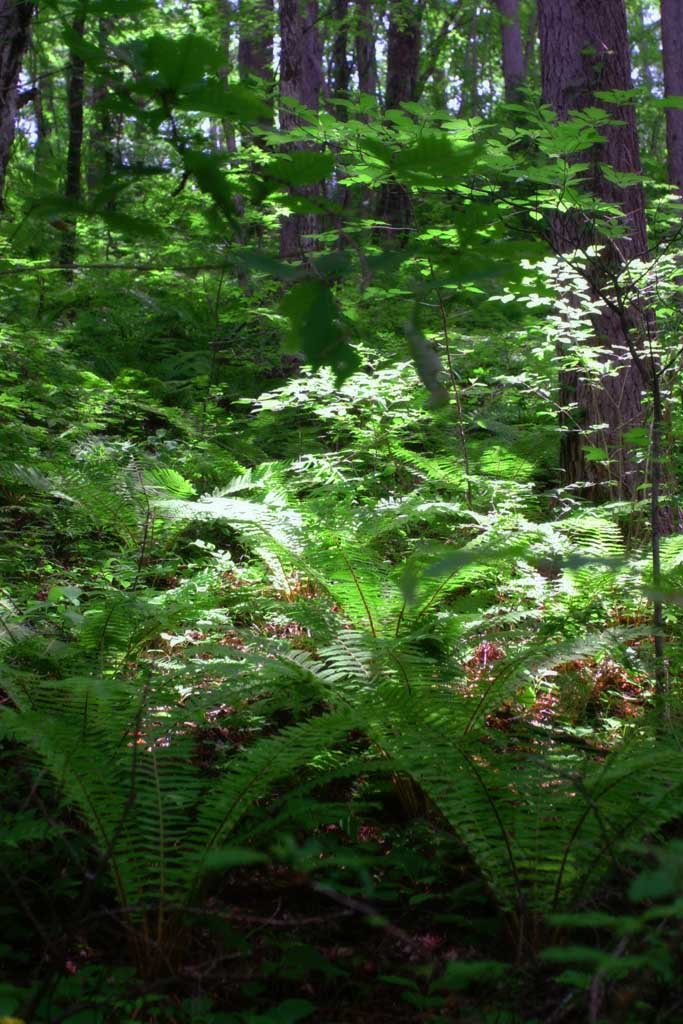 photo, la matière, libre, aménage, décrivez, photo de la réserve,Bois avec les fougères, fougère, , vert tendre, 