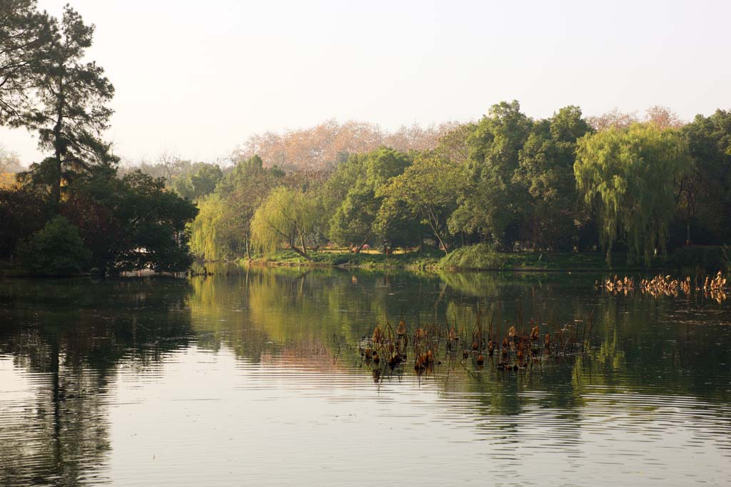 fotografia, material, livra, ajardine, imagine, proveja fotografia,Uma Casa de música-como carga, A superfície da água, loto, superfície de um lago, salgueiro