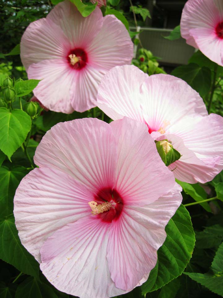 fotografia, materiale, libero il panorama, dipinga, fotografia di scorta,Un cotone colorò di rosa, Famiglia di malva, rosa di cotone, Garofano, petalo