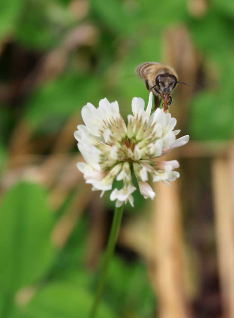 foto,tela,gratis,paisaje,fotografía,idea,El almuerzo de la abeja., Abeja melífera, Abeja, Trébol, Néctar