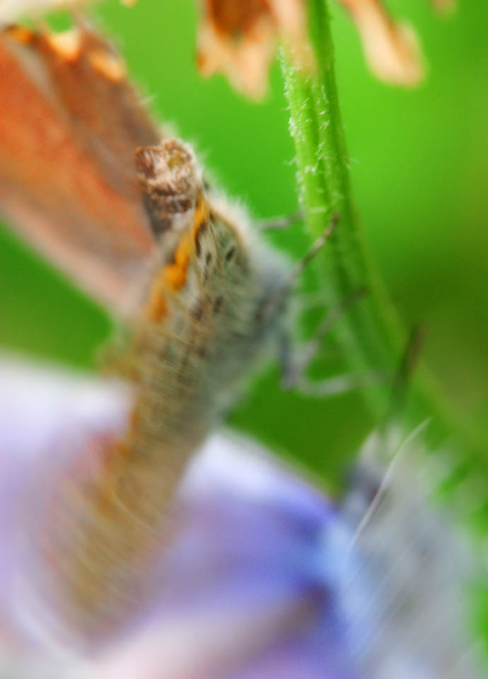 photo, la matière, libre, aménage, décrivez, photo de la réserve,Exposition de la cour d'un papillons, papillon, , , papillon bleu