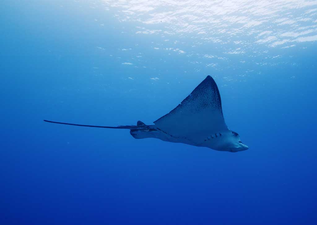 foto,tela,gratis,paisaje,fotografía,idea,En majestuoso vuelo., Rayo, Buceo, Mar, Fotografía submarina