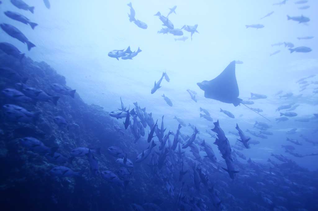 photo, la matière, libre, aménage, décrivez, photo de la réserve,Mer bruyante, rayon, plonger, mer, photographie sous-marine