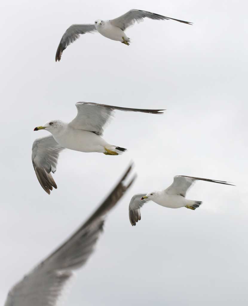 Foto, materiell, befreit, Landschaft, Bild, hat Foto auf Lager,Herde von Möwen, Möwe, Himmel, Meer, 