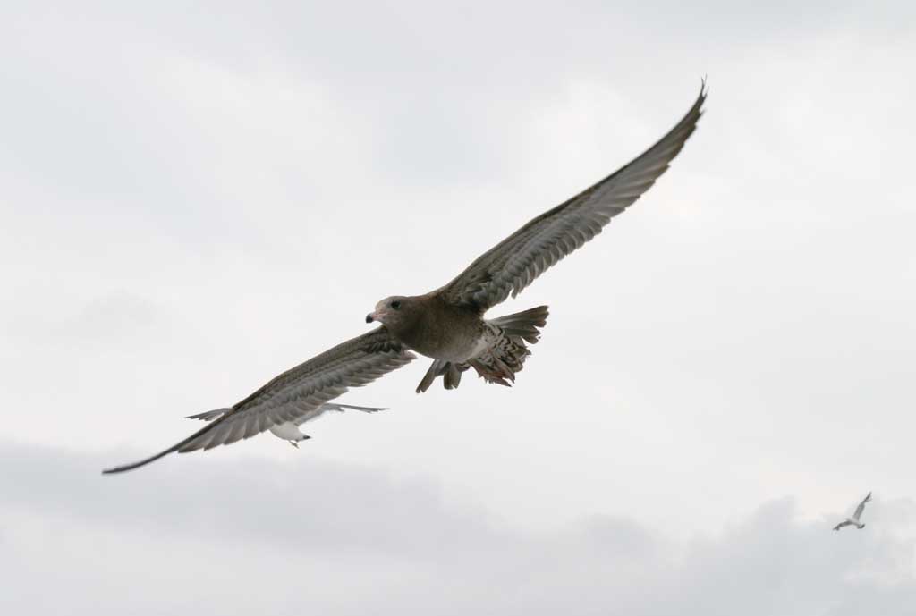 foto,tela,gratis,paisaje,fotografía,idea,Primeros vuelos, Gaviota, Cielo, Mar, 