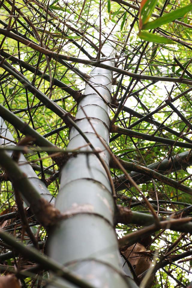 Foto, materieel, vrij, landschap, schilderstuk, bevoorraden foto,Bamboo, Takebayashi, Aftakking, Ik ben reusachtig, 