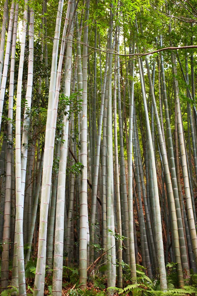 fotografia, material, livra, ajardine, imagine, proveja fotografia,Templo de Zuisen-ji Takebayashi, Chaitya, Zen Budismo-como jardim, Kamakura, Bambu