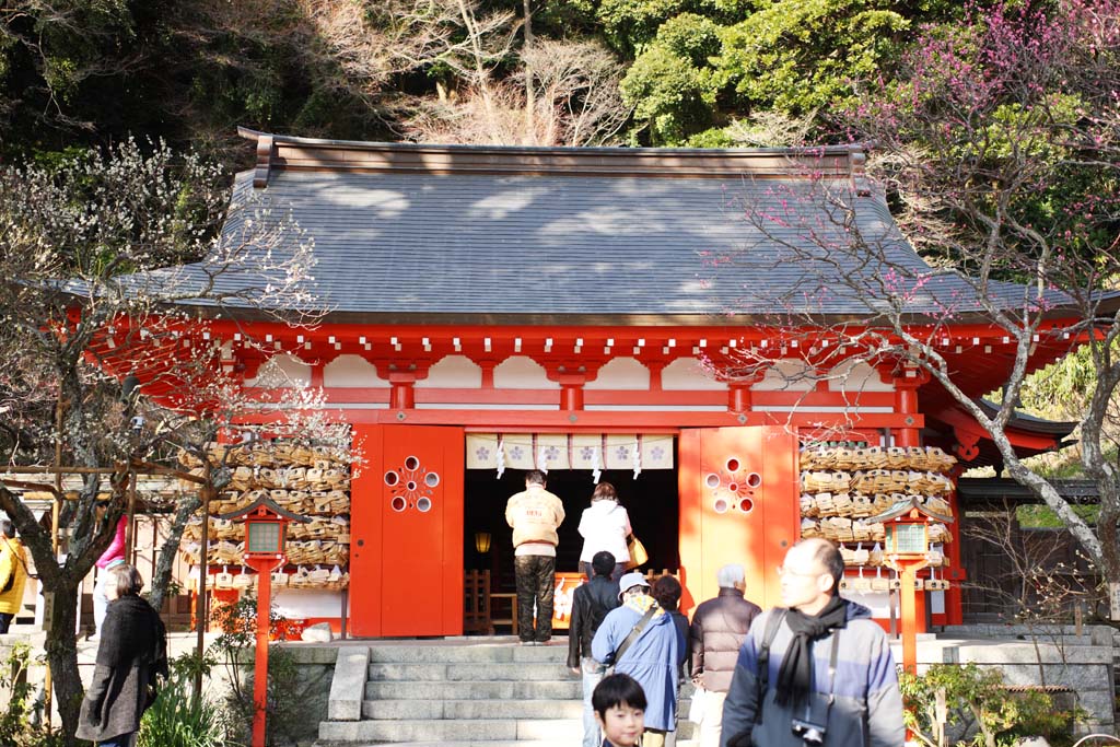 fotografia, material, livra, ajardine, imagine, proveja fotografia,Um EgaraTenjin-shaShrine santuário principal, Santuário de Xintoísmo, ameixa, Kamakura, Enfureça Tenjin