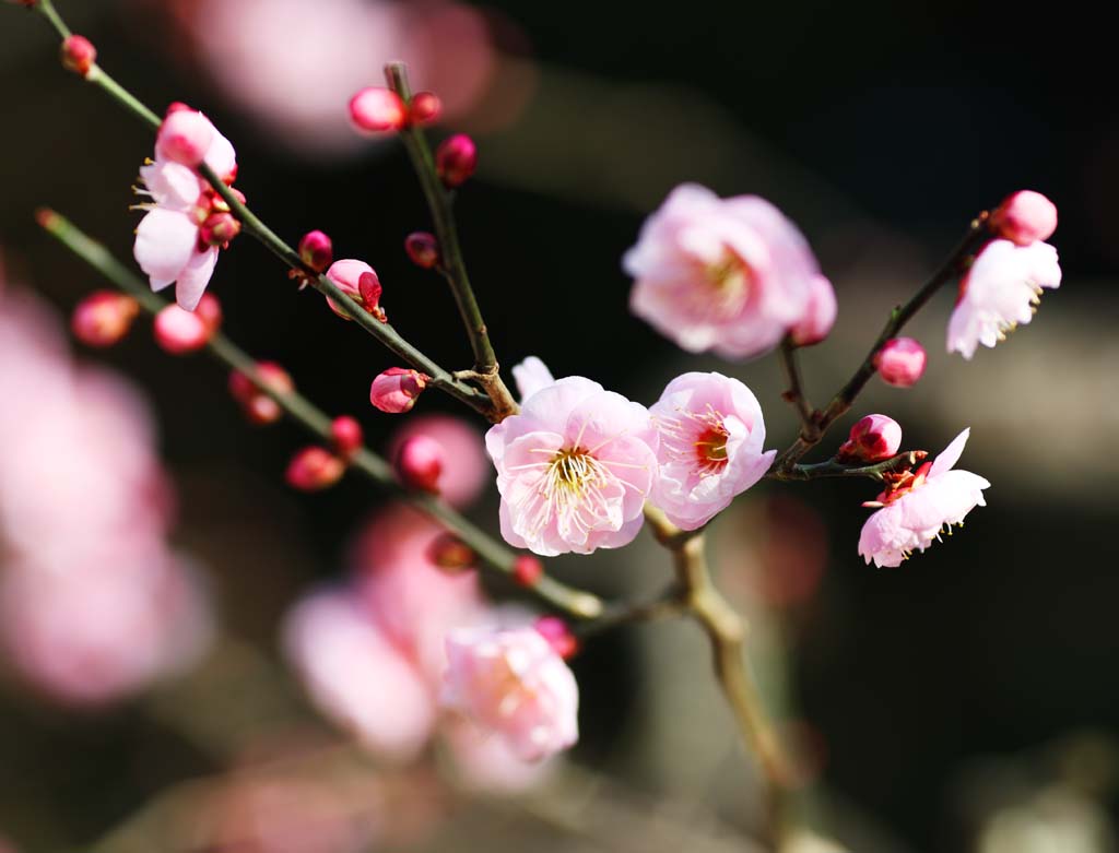 photo, la matière, libre, aménage, décrivez, photo de la réserve,Une prune EgaraTenjin-shaShrine, Temple shintoïste, Feston de la paille shintoïste, Kamakura, Mettez en colère Tenjin