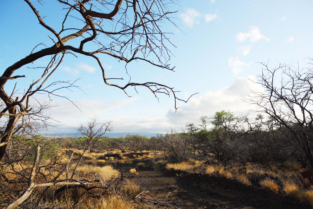 foto,tela,gratis,paisaje,fotografía,idea,Un árbol muerto de la lava, Lava, Incendio forestal, Rama, Secado