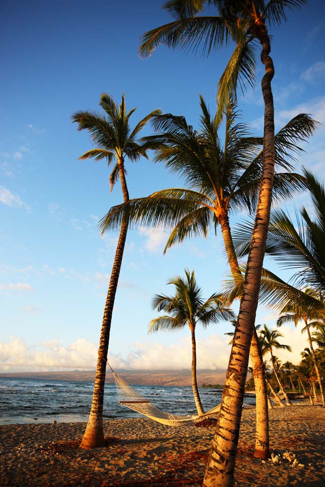 Foto, materiell, befreit, Landschaft, Bild, hat Foto auf Lager,Hängematte Hawaii Insel, , , , 