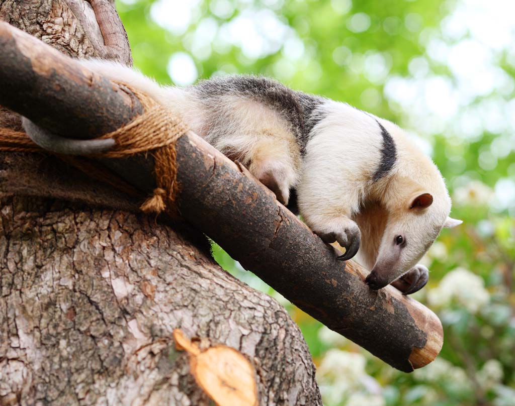 foto,tela,gratis,paisaje,fotografía,idea,Sur de Tamandua, , , , 