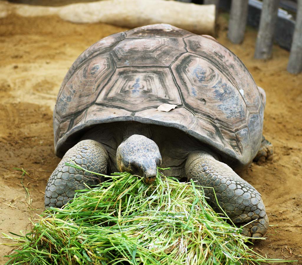 foto,tela,gratis,paisaje,fotografía,idea,Tortuga gigante de Galápagos, , , , 