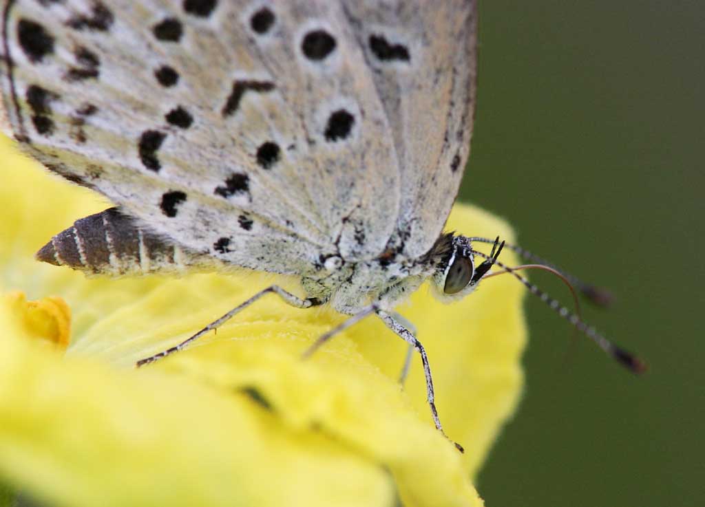 Foto, materiell, befreit, Landschaft, Bild, hat Foto auf Lager,Kleiner Schmetterling, blauer Schmetterling, , Schmetterling, 