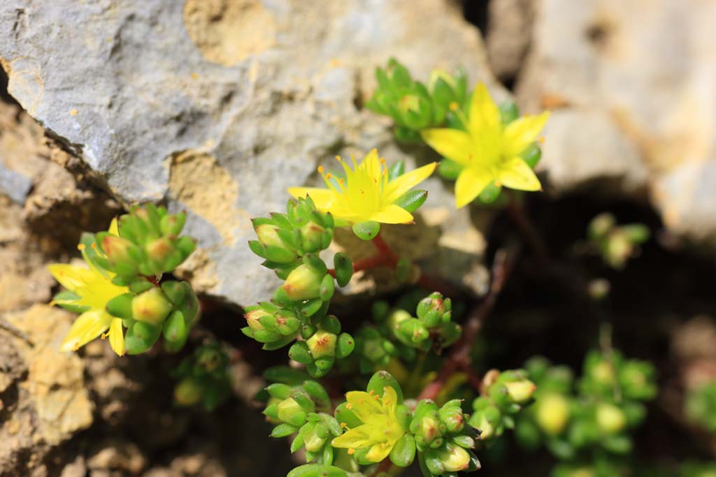 photo, la matière, libre, aménage, décrivez, photo de la réserve,Fleurs jaunes, , , , 