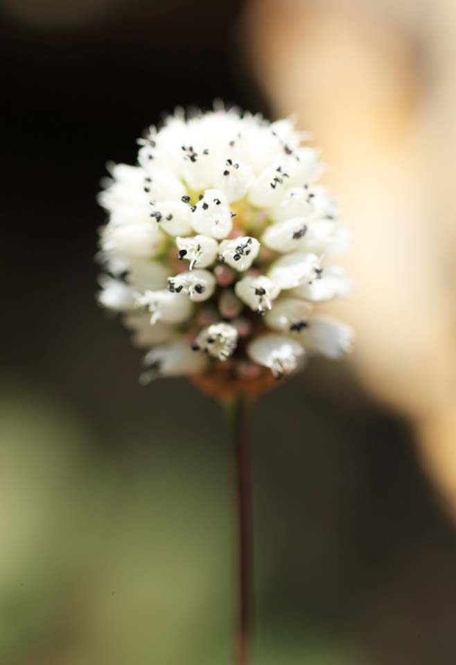 foto,tela,gratis,paisaje,fotografía,idea,Flor blanca, , , , 