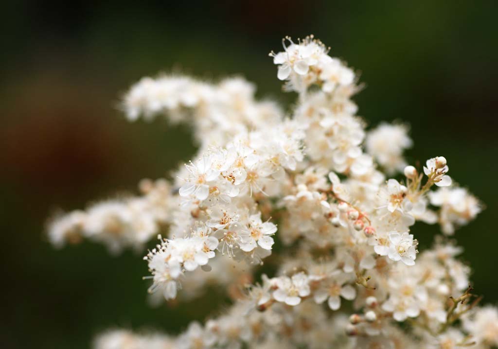 fotografia, materiale, libero il panorama, dipinga, fotografia di scorta,Fiore bianco, , , , 