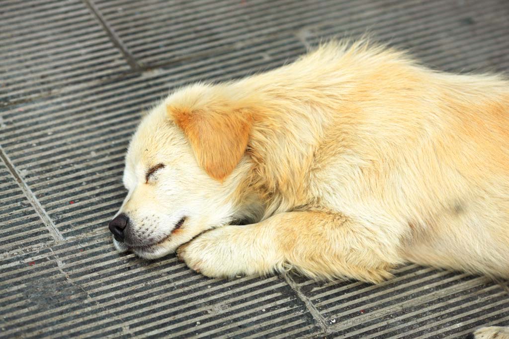 photo, la matière, libre, aménage, décrivez, photo de la réserve,Les chiens rire, , , , 