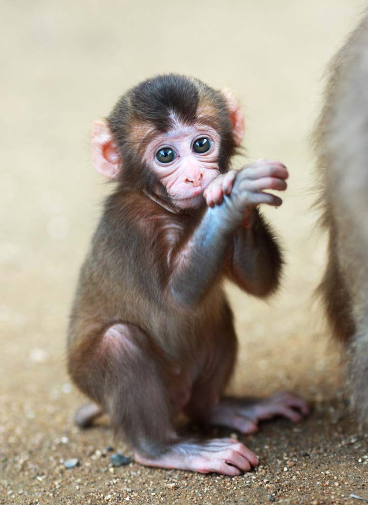 fotografia, materiale, libero il panorama, dipinga, fotografia di scorta,Baby del giapponese MONKEY, , , , 