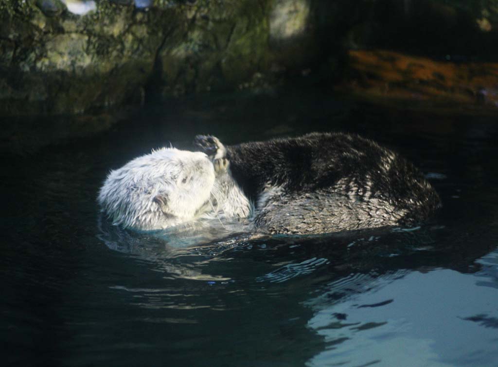 foto,tela,gratis,paisaje,fotografía,idea,Nutria de mar, , , , 