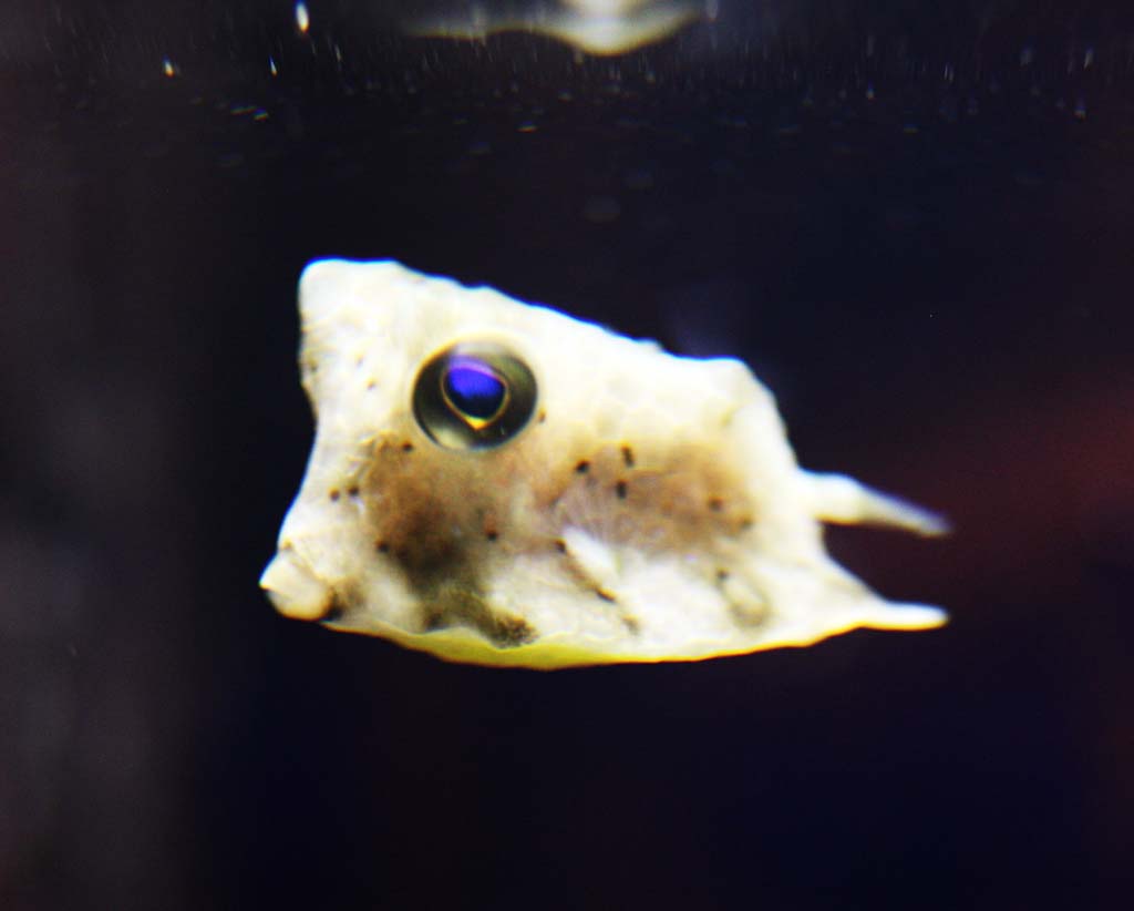 foto,tela,gratis,paisaje,fotografía,idea,Boxfish, , , , 