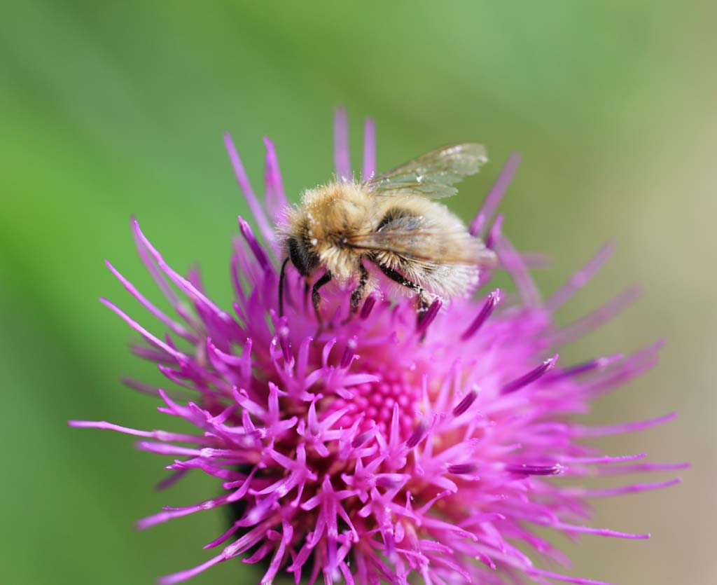 photo, la matière, libre, aménage, décrivez, photo de la réserve,Thistle pour les abeilles, , , , 