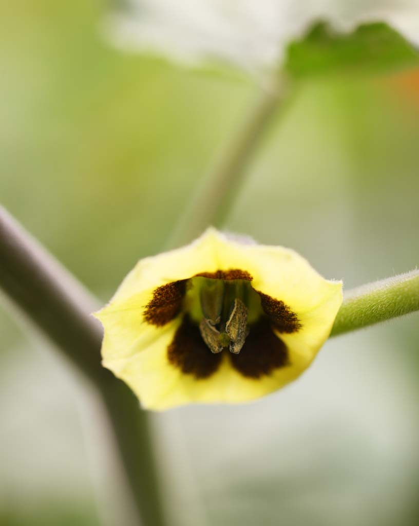 fotografia, materiale, libero il panorama, dipinga, fotografia di scorta,Hee Allsopp viola, , , , 