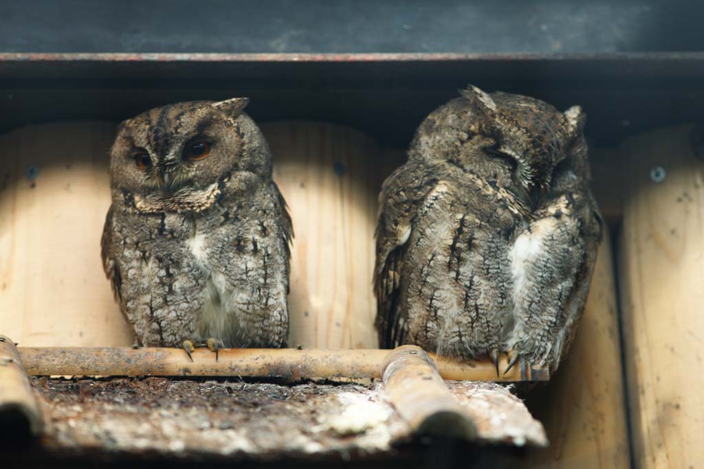 fotografia, materiale, libero il panorama, dipinga, fotografia di scorta,Owl, , , , 