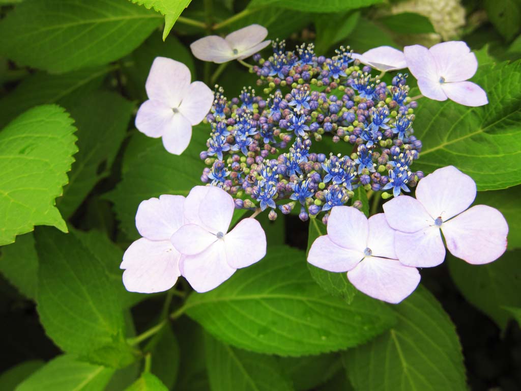 photo, la matière, libre, aménage, décrivez, photo de la réserve,Hydrangea macrophylla, , , , 