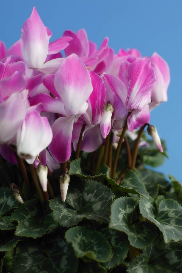 photo, la matière, libre, aménage, décrivez, photo de la réserve,Cyclamen rose, cyclamen, pétale, feuille, plante en pot