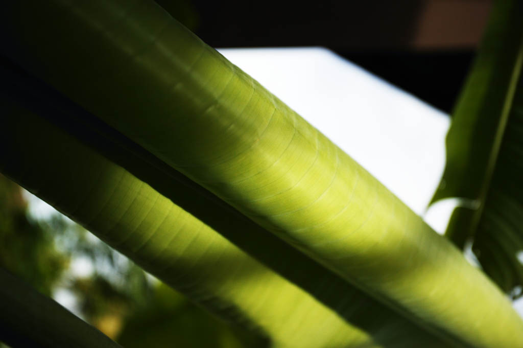 foto,tela,gratis,paisaje,fotografía,idea,Una sinfonía de un plátano, Plátano, Hoja, Vena de hoja, Soy verde